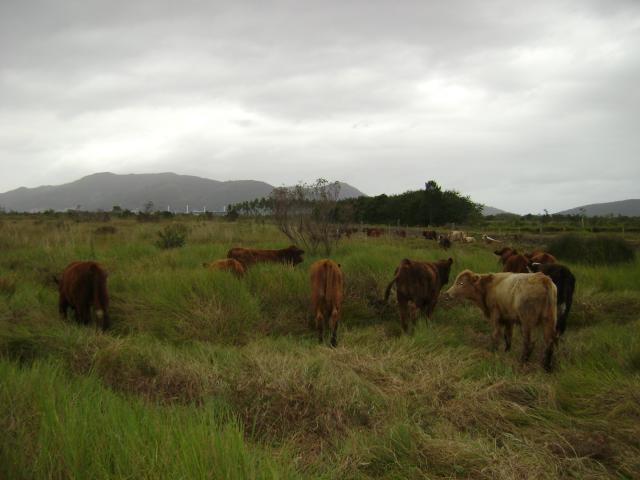 20110509 Fazenda chegada bovinos (7).jpg