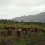 20110509 Fazenda chegada bovinos (8).jpg