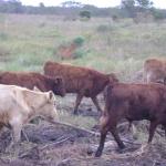 20110509 Fazenda chegada bovinos (9).jpg