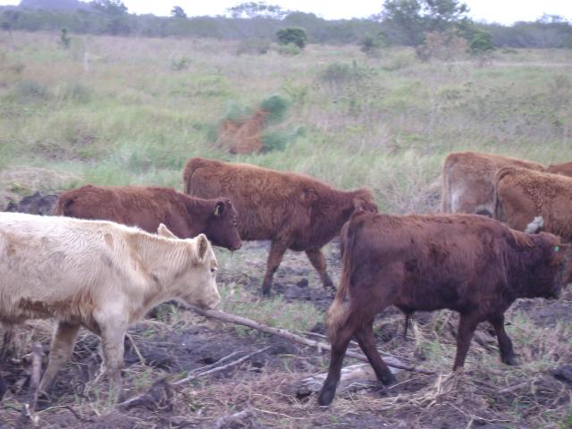 20110509 Fazenda chegada bovinos (9).jpg