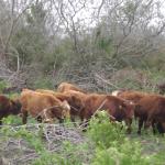 20110509 Fazenda chegada bovinos.jpg
