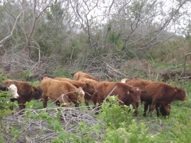 20110509 Fazenda chegada bovinos.jpg