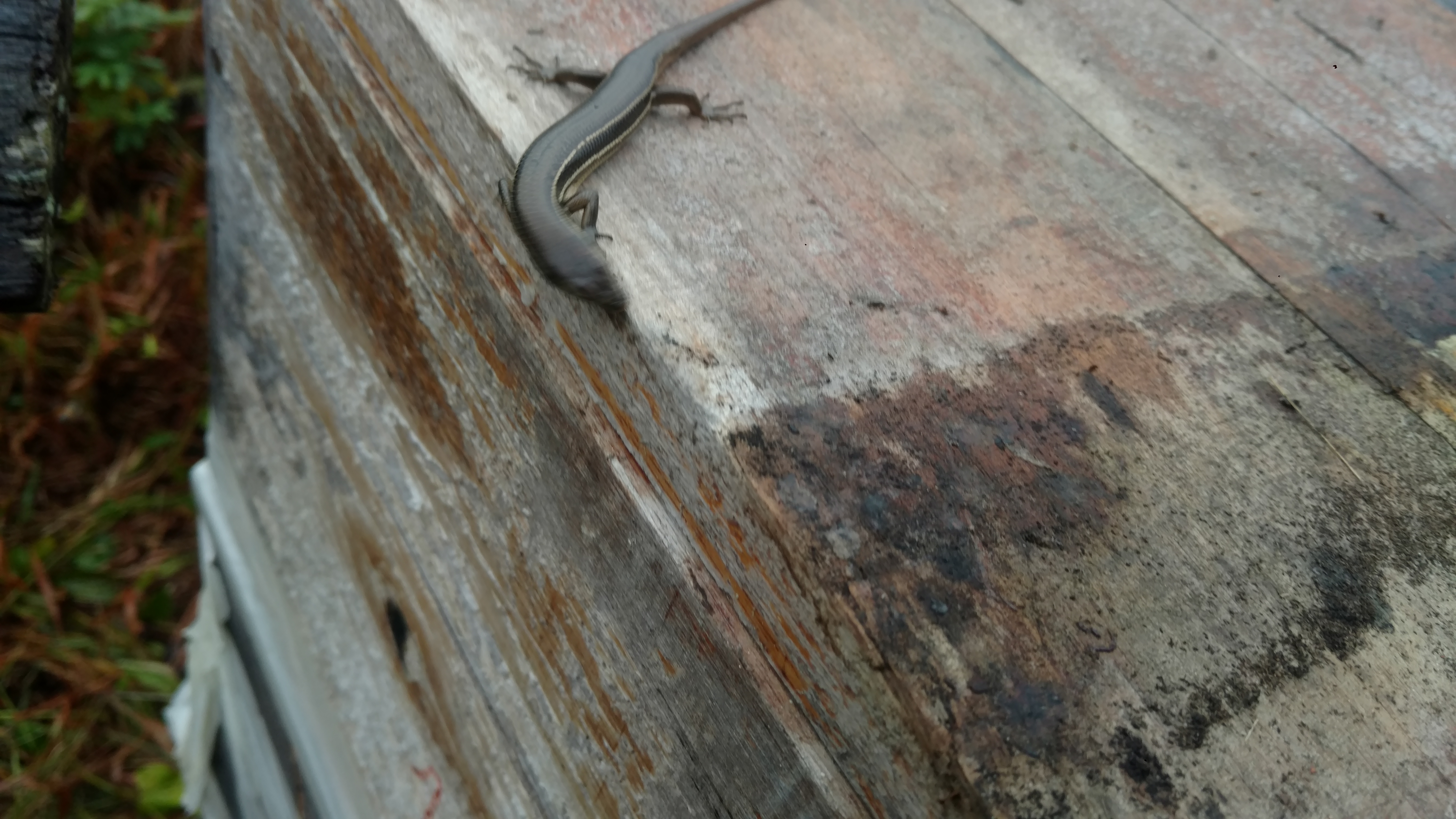 20180903 Fazenda Herpetofauna Lagartixa em caixa de abelhas (3)