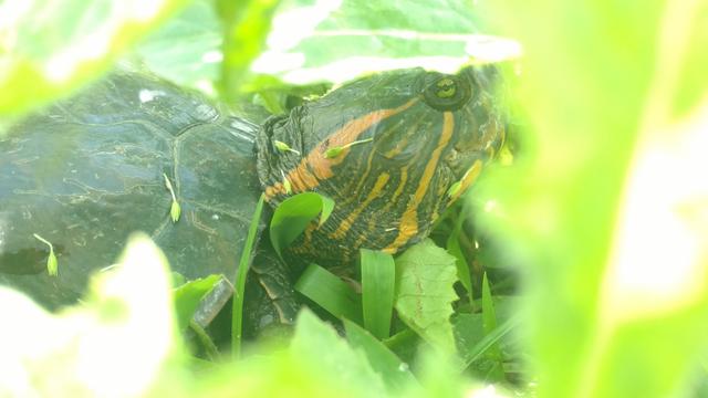 20180910 Fazenda Herpetofauna tartaruga da água (23)