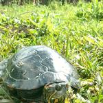 20180910 Fazenda Herpetofauna tartaruga da água no SAF (22)