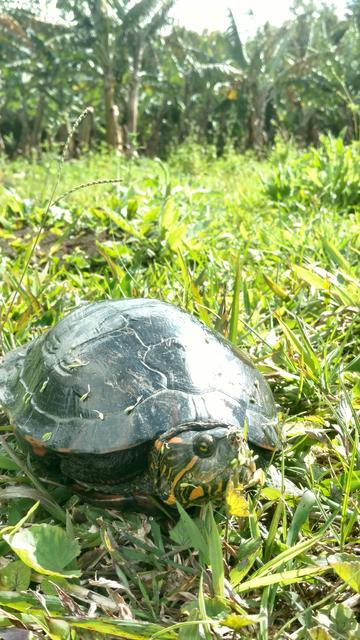 20180910 Fazenda Herpetofauna tartaruga da água no SAF (22)