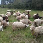 20180910 Fazenda Ovinocultura Ovelhas (2)