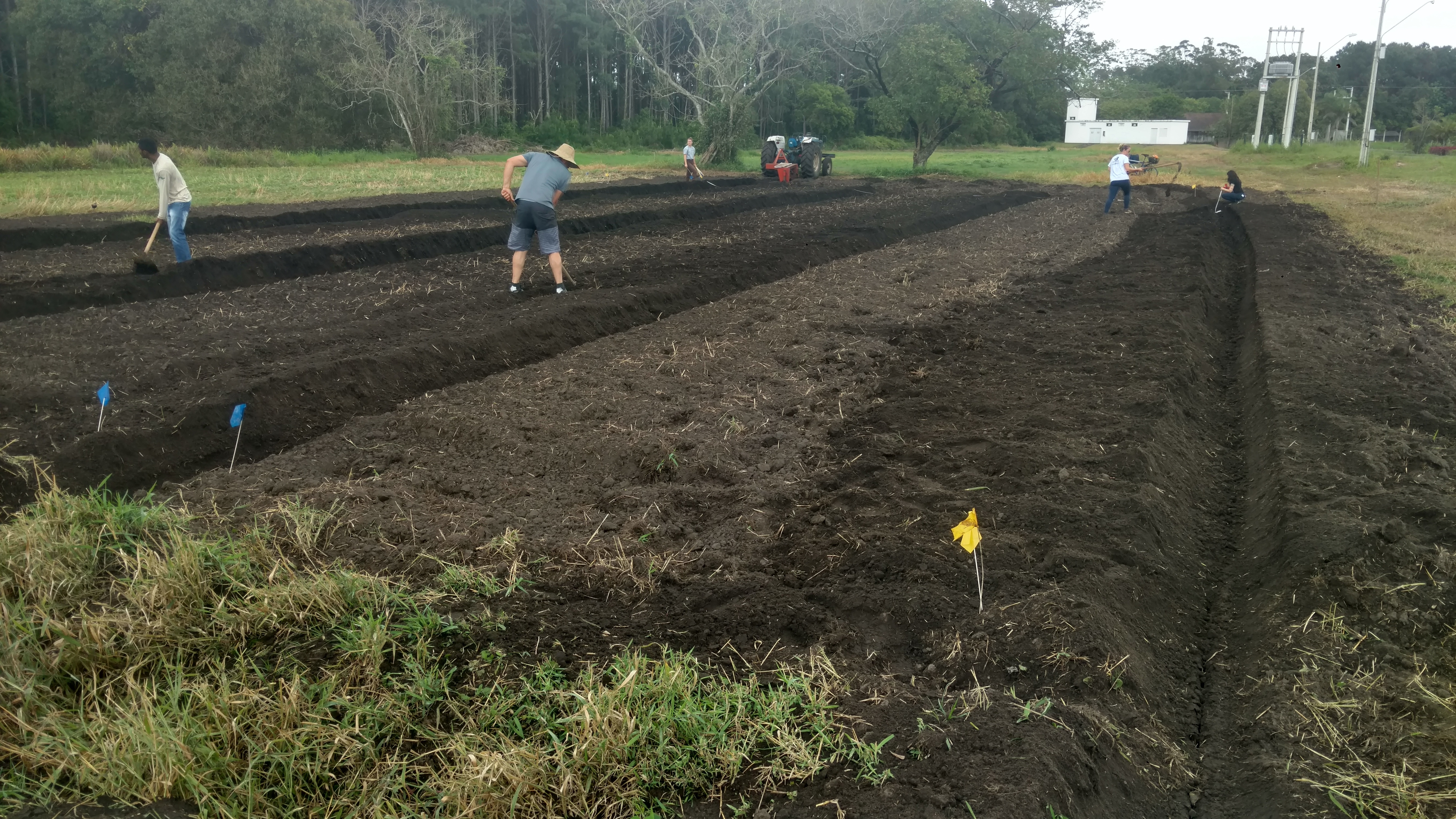 20181016 Fazenda Implantação Experimento Anne (1)