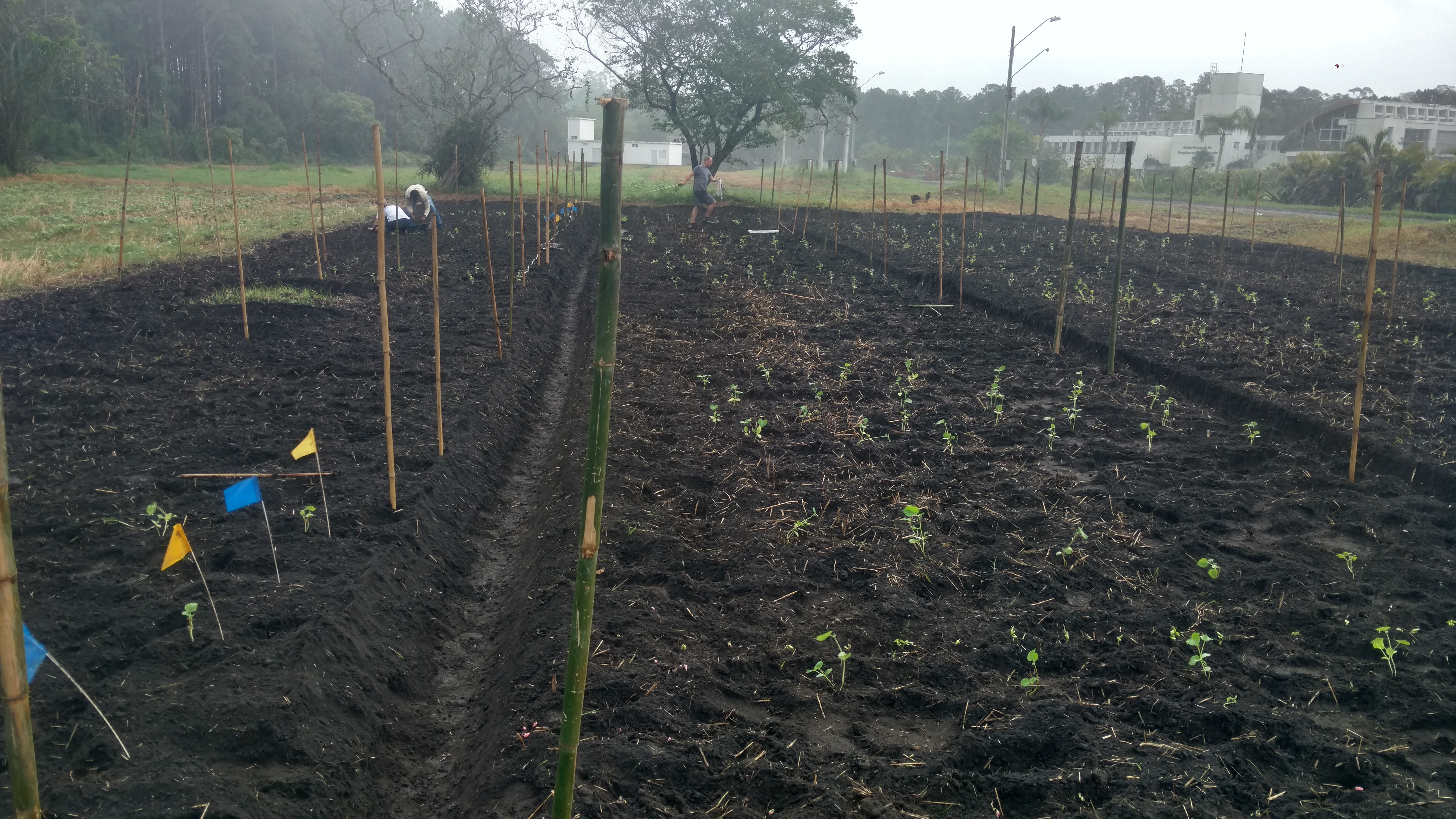 20181016 Fazenda Implantação Experimento Anne (2)