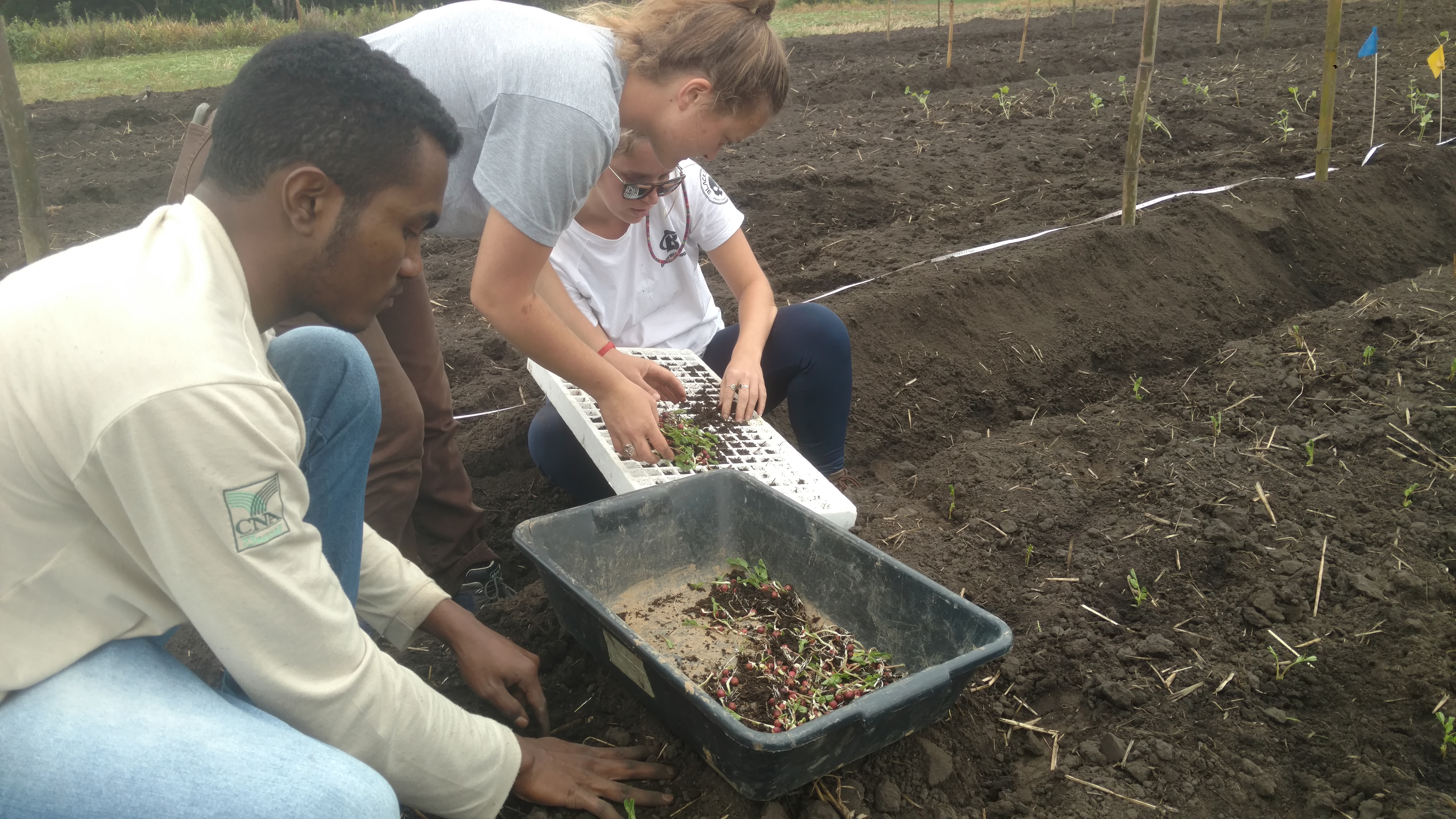 20181016 Fazenda Implantação Experimento Anne (3)