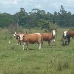 20181112 Fazenda Bovinocultura Vacas Crioulo Lageano e Braford (1)