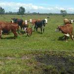 20181112 Fazenda Bovinocultura Vacas Crioulo Lageano e Braford (7)