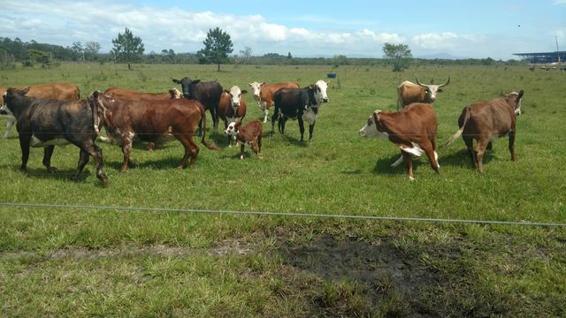 20181112 Fazenda Bovinocultura Vacas Crioulo Lageano e Braford (7)