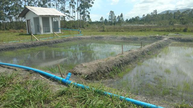 20181112 Fazenda Lavouras Canchas de Arroz Rizicultura (3)