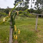20190114 Fazenda Pomar Fruticultura Pitaya Florida Florada (2)