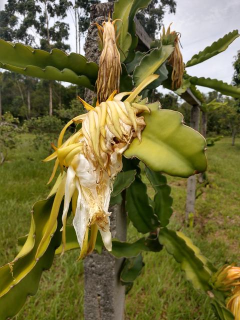 20190114 Fazenda Pomar Fruticultura Pitaya Florida Florada