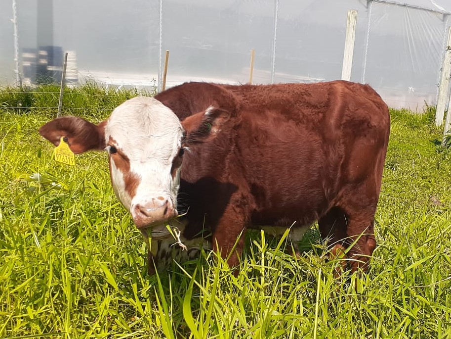 20210927 Fazenda Terneiros para venda 976319