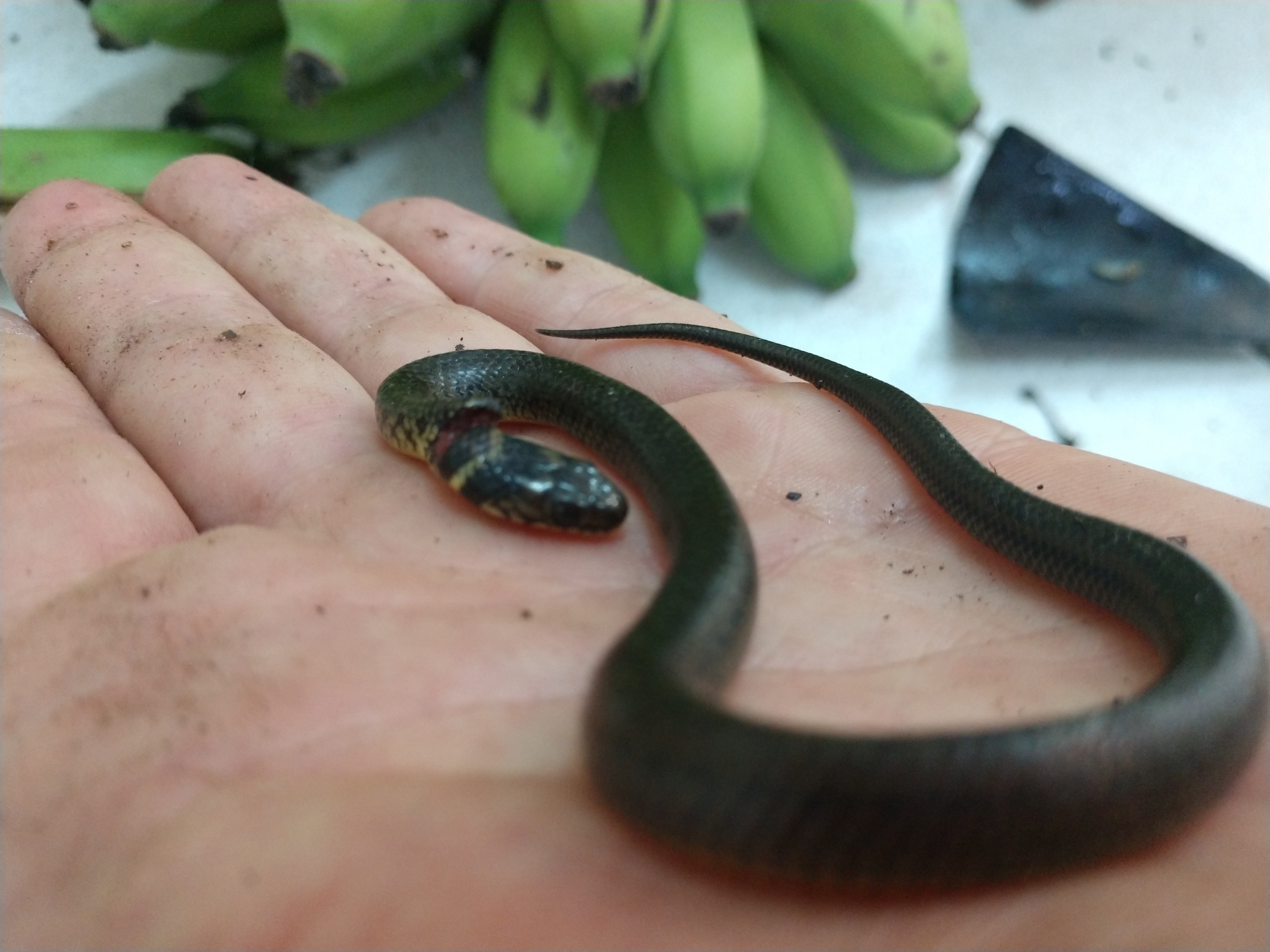20190125 Fazenda Herpetofauna cobra serpente que estava escondida em cacho de bananas (2)