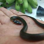 20190125 Fazenda Herpetofauna cobra serpente que estava escondida em cacho de bananas (2)