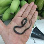 20190125 Fazenda Herpetofauna cobra serpente que estava escondida em cacho de bananas (3)