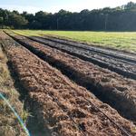 20190222 Fazenda Horta nova irrigação mulchin (2)