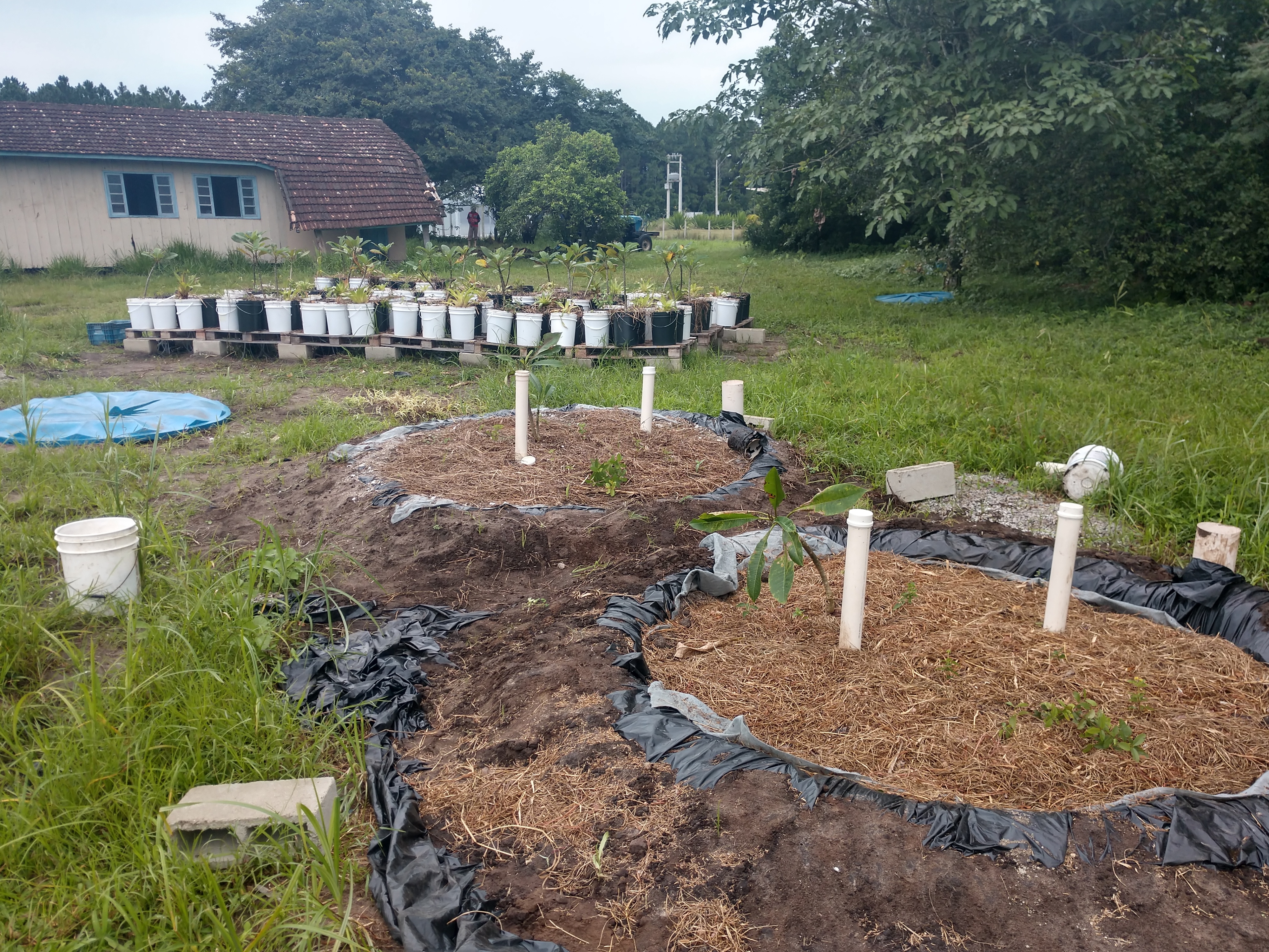 20190326 Fazenda Experimento ENS Paisagismo arborização urbana com drenagem