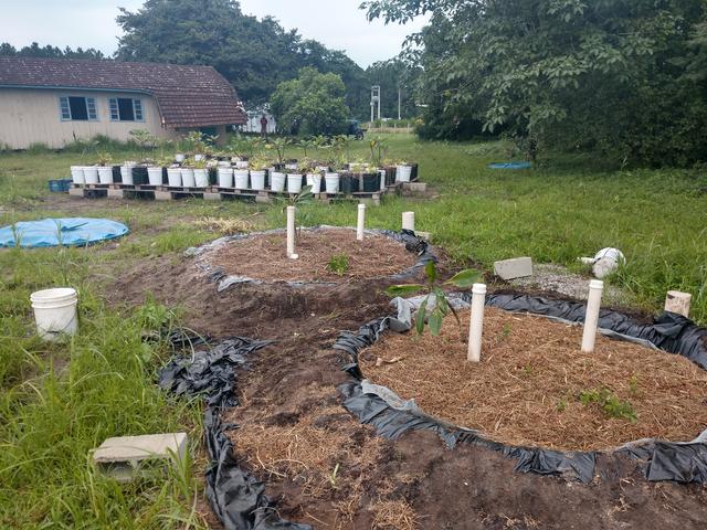 20190326 Fazenda Experimento ENS Paisagismo arborização urbana com drenagem