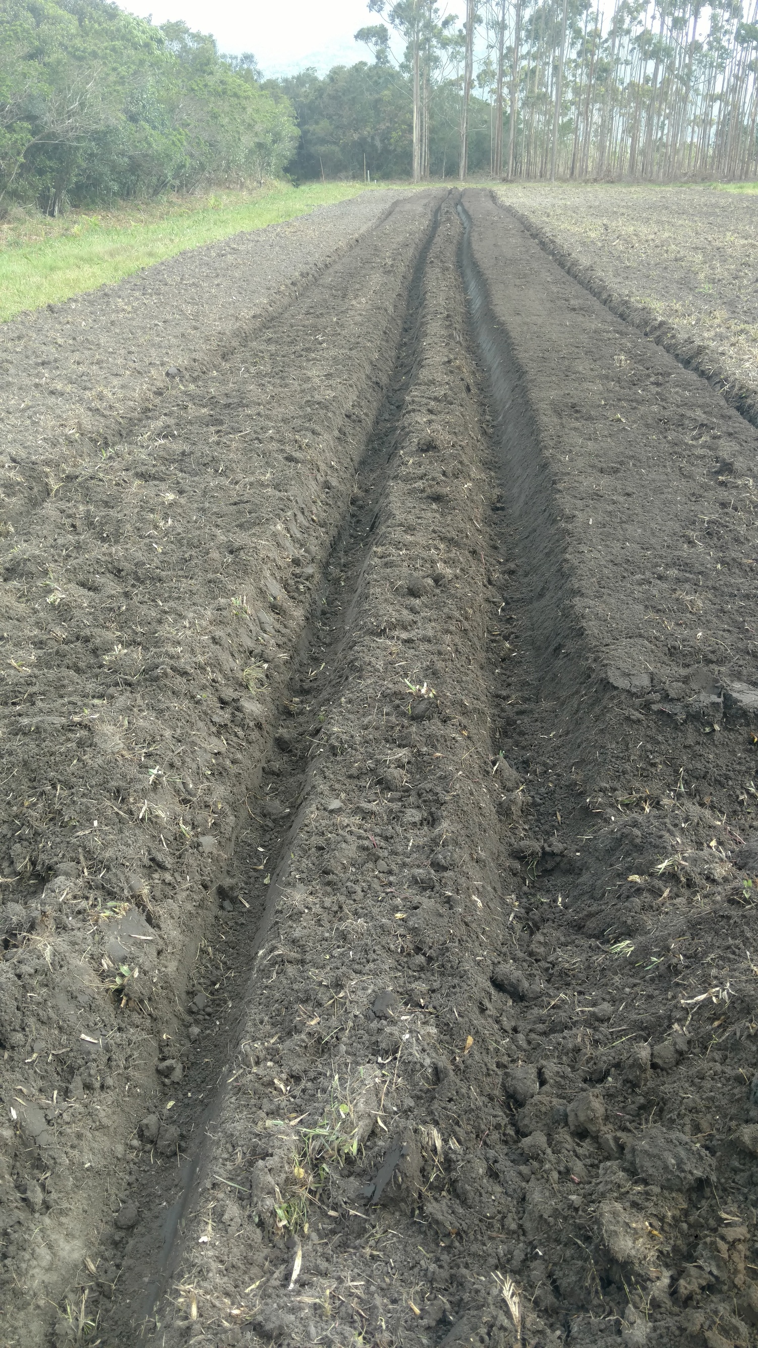 20181010 Fazenda Agrofloresta agroecologia Implantação SAF Didático Mecanização canteiros (2)
