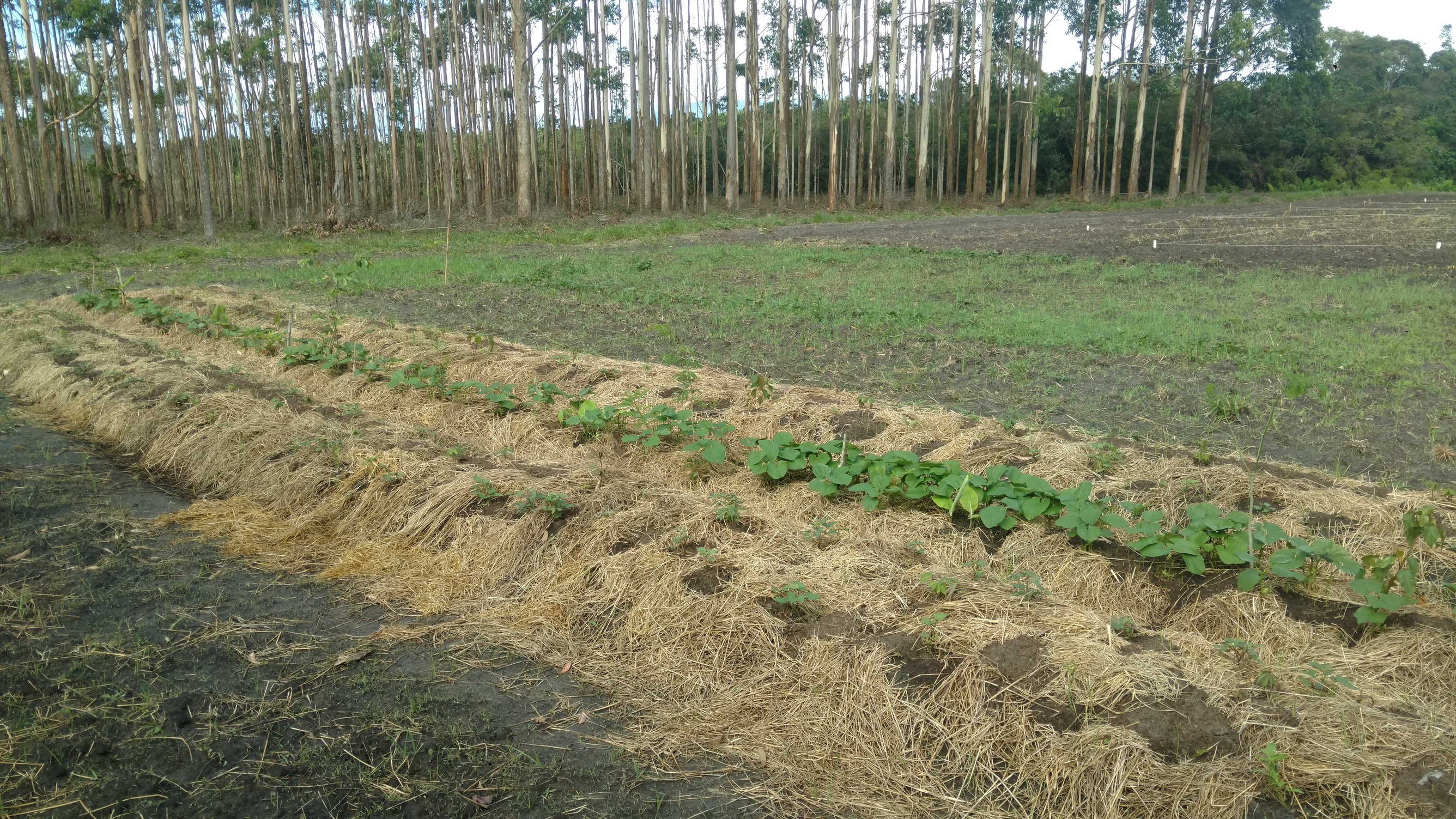 20181105 Fazenda Agrofloresta agroecologia Implantação SAF Didático (1) - Copia