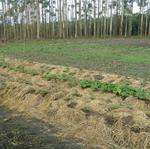 20181105 Fazenda Agrofloresta agroecologia Implantação SAF Didático (1) - Copia