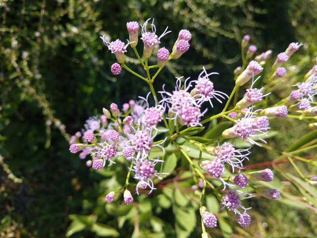 20190401 Fazenda Florada flores asteraceae (2)