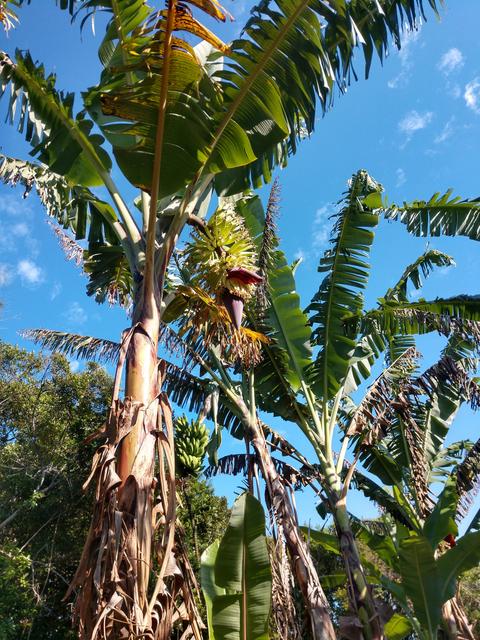 20190401 Fazenda Fruticultura Pomar Banana cacho florada (1)