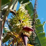 20190401 Fazenda Fruticultura Pomar Banana cacho florada (2)