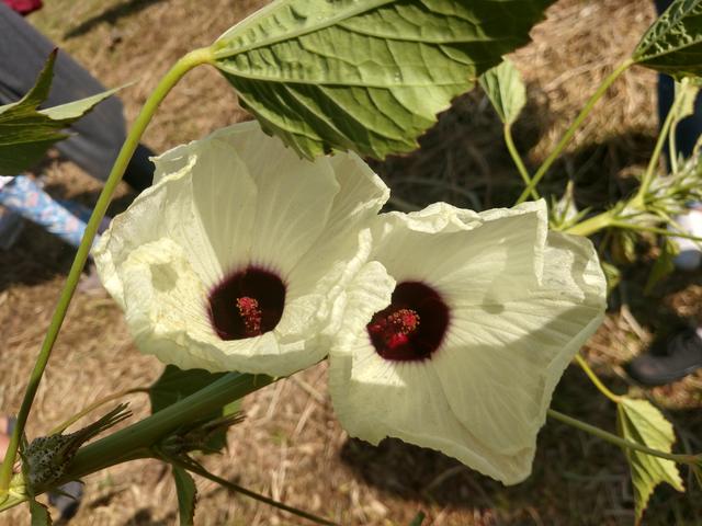 20190412 Fazenda SAF Quiabo Hibiscus Abelmoschus esculentus florada (1)