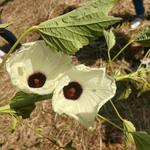 20190412 Fazenda SAF Quiabo Hibiscus Abelmoschus esculentus florada (2)