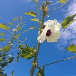 20190412 Fazenda SAF Quiabo Hibiscus Abelmoschus esculentus florada (4)