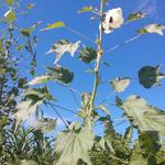 20190412 Fazenda SAF Quiabo Hibiscus Abelmoschus esculentus florada (6)