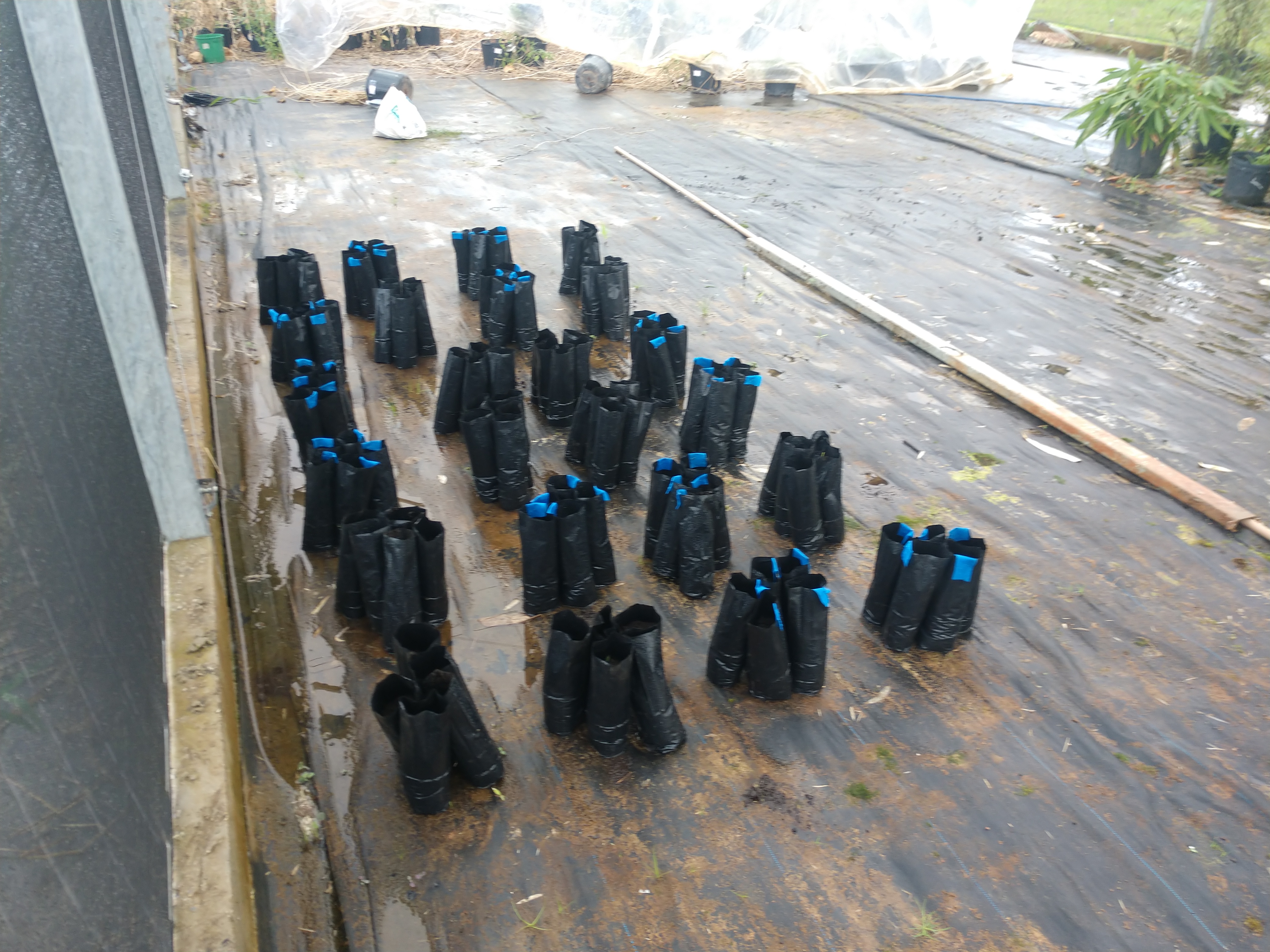 20190422 Fazenda Estufa início de experimento com mudas