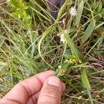 20190501 Fazenda levantamento florístico flora plantas Mayara Caddah (8)