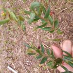 20190501 Fazenda levantamento florístico flora plantas Mayara Caddah (17)