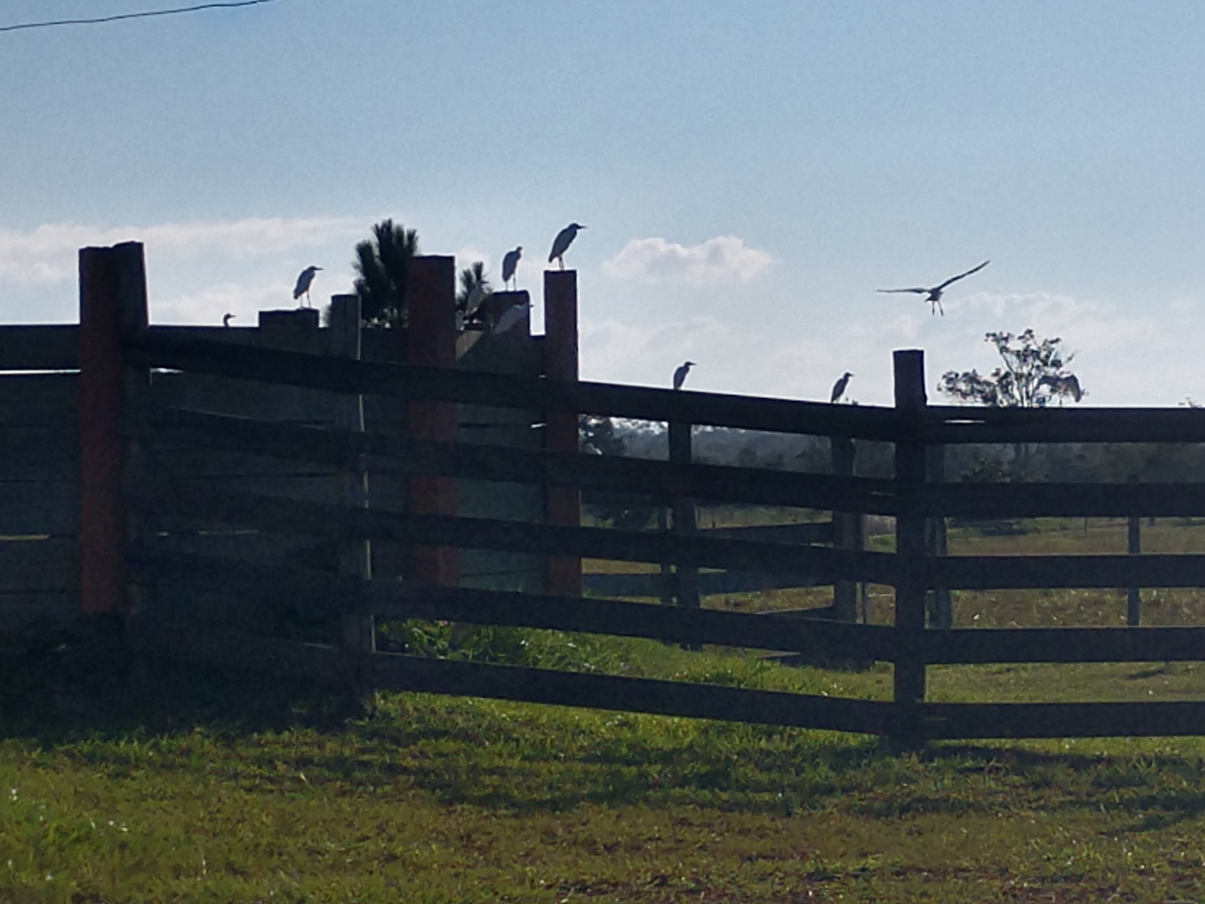 20190502 Fazenda Avifauna aves pernaltas no centro de manejo de bovinos (2)