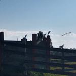 20190502 Fazenda Avifauna aves pernaltas no centro de manejo de bovinos (3)