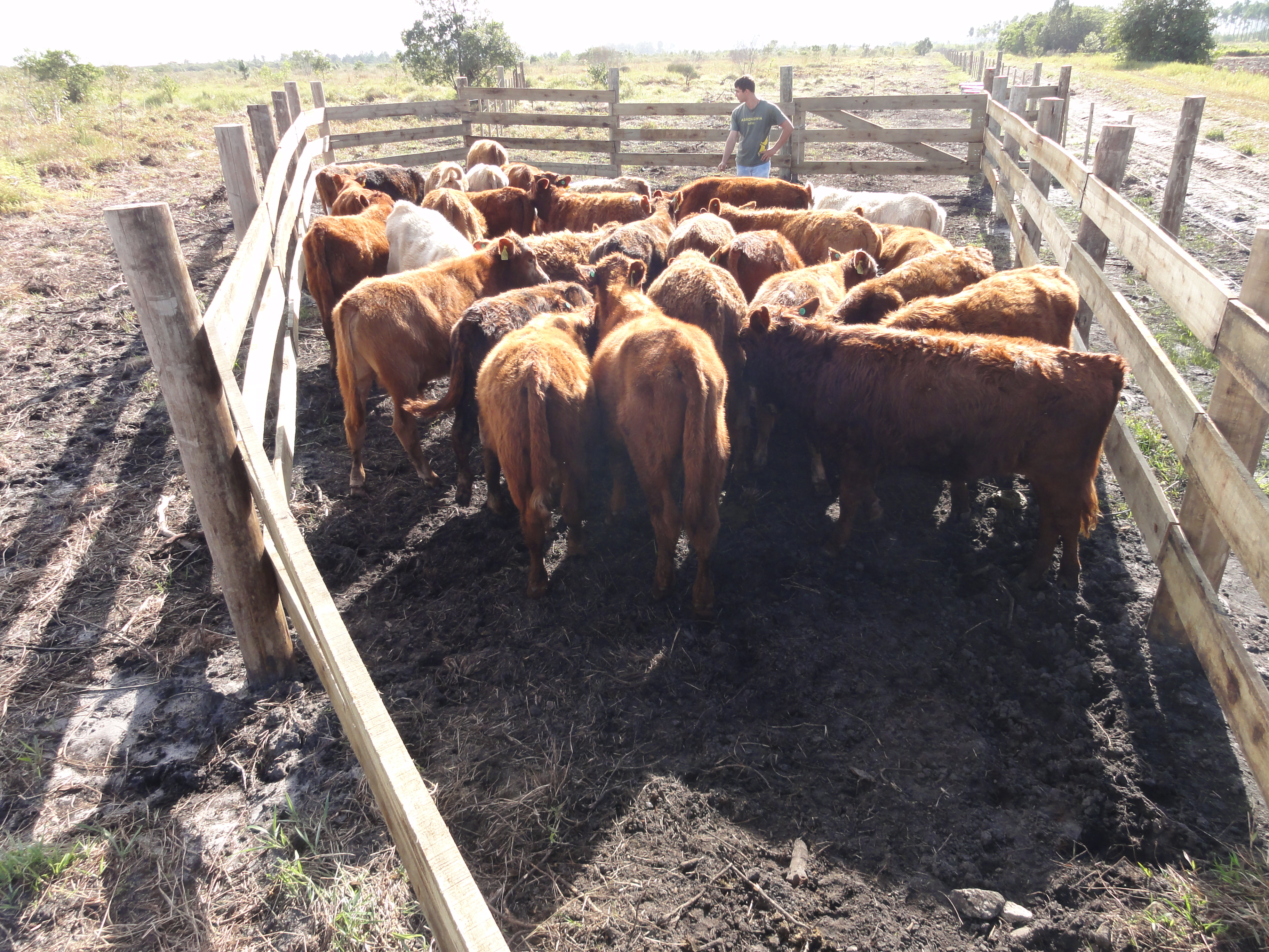 20110531 Fazenda Manejo Gado.jpg