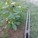 20190502 Fazenda plantio de árvore sombra na guarita Sombreiro (3)