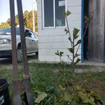 20190502 Fazenda plantio de árvore sombra na guarita Sombreiro (4)