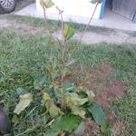 20190502 Fazenda plantio de árvore sombra na guarita Sombreiro (6)