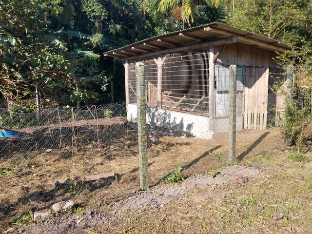 20190503 Fazenda visita disciplina agrofloresta SAF ao Sítio Flor de Ouro Ratones (8) Avicultura
