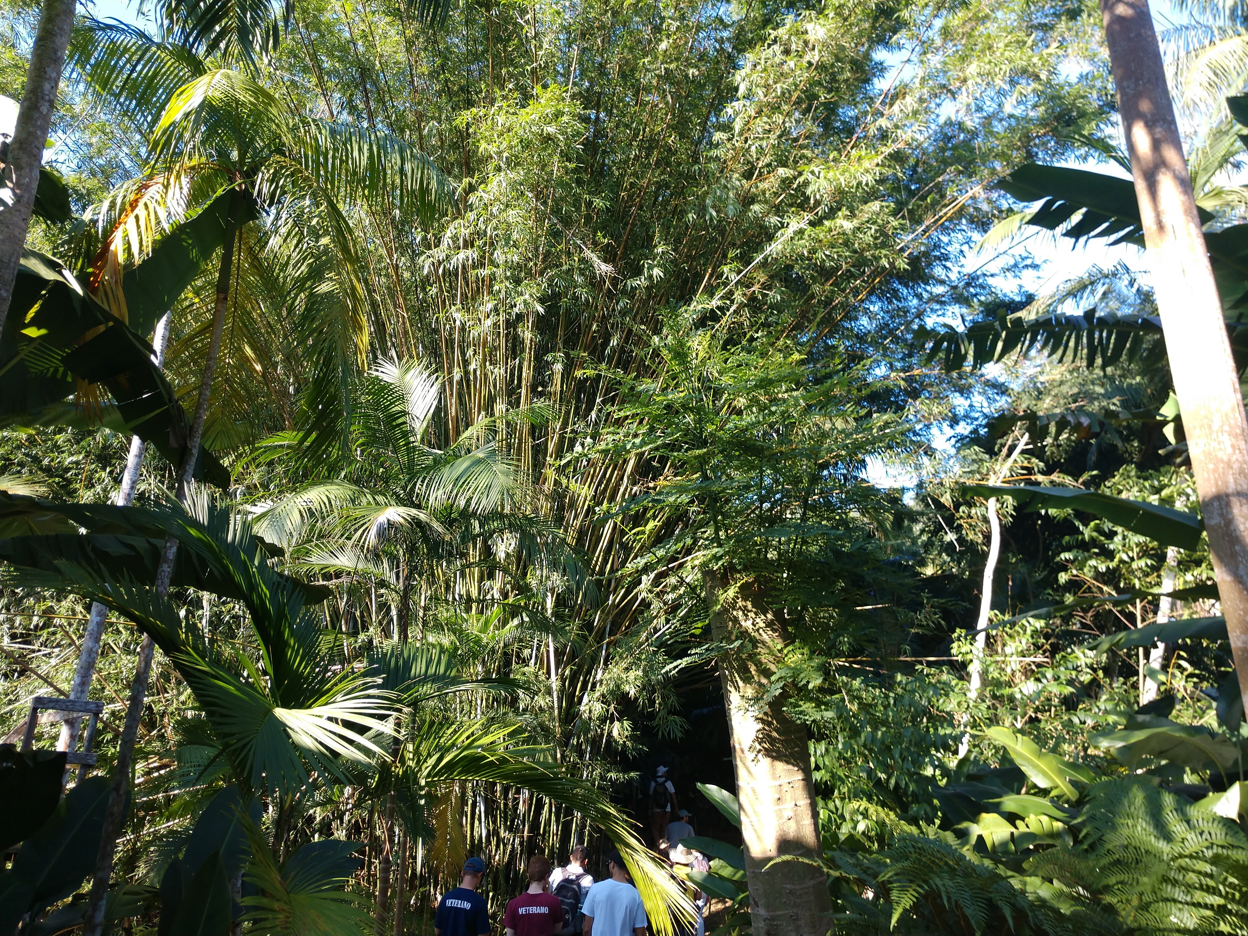 20190503 Fazenda visita disciplina agrofloresta SAF ao Sítio Flor de Ouro Ratones (18)