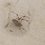 20190516 Fazenda Rema entomofauna teias de aranha super resistentes (7)