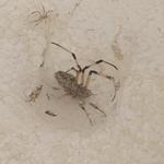 20190516 Fazenda Rema entomofauna teias de aranha super resistentes (8)